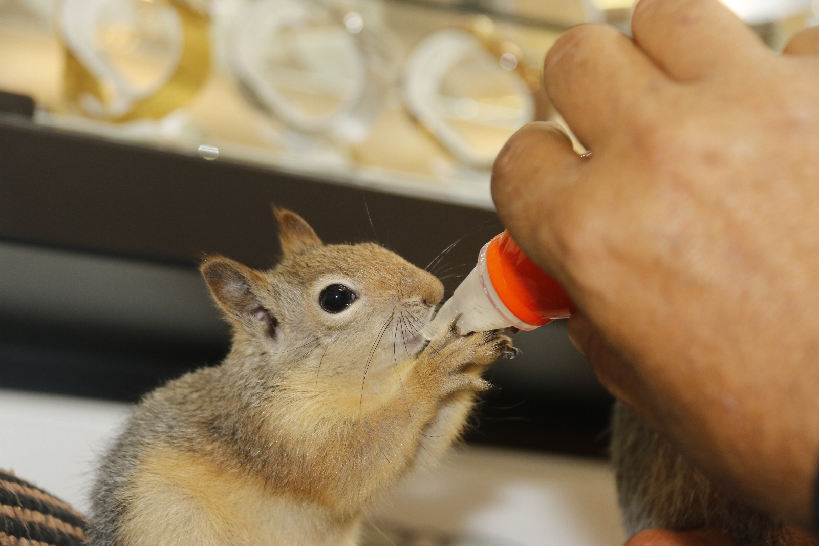 İçinde binlerce liranın olduğu kasa sincaba emanet