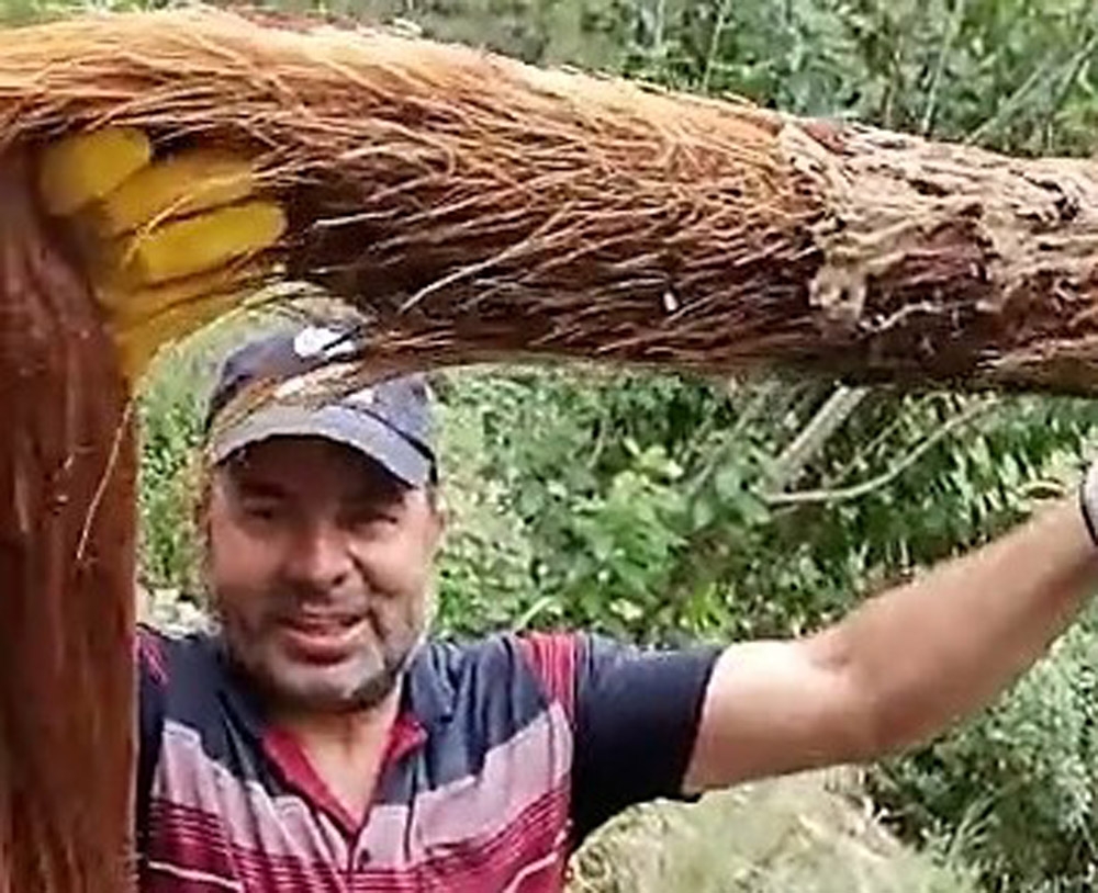 İçme su hattından 3 metrelik ağaç kökü çıktı