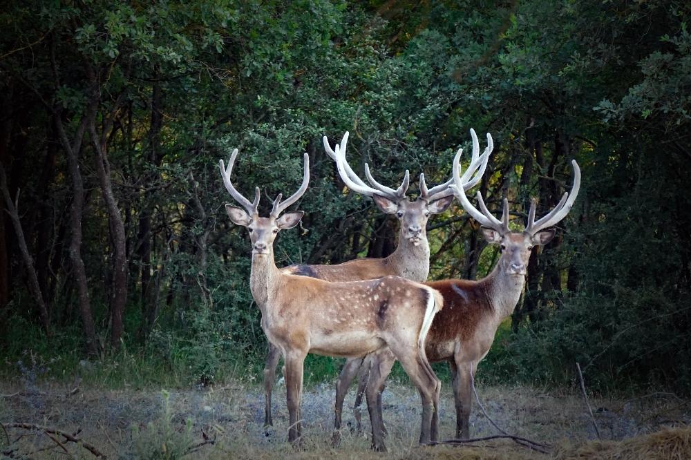 İhaleyle ava çıkarılan 7 geyik mahkeme kararıyla kurtarıldı