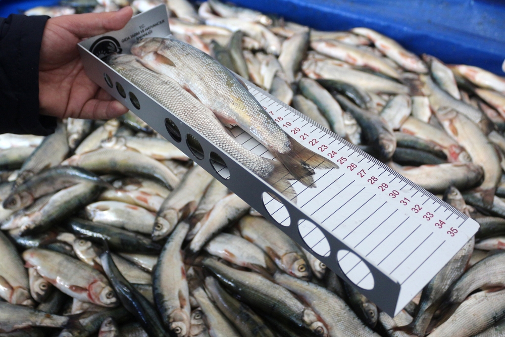 İnci Kefalinin Boyu 7 Santimetre Uzadı