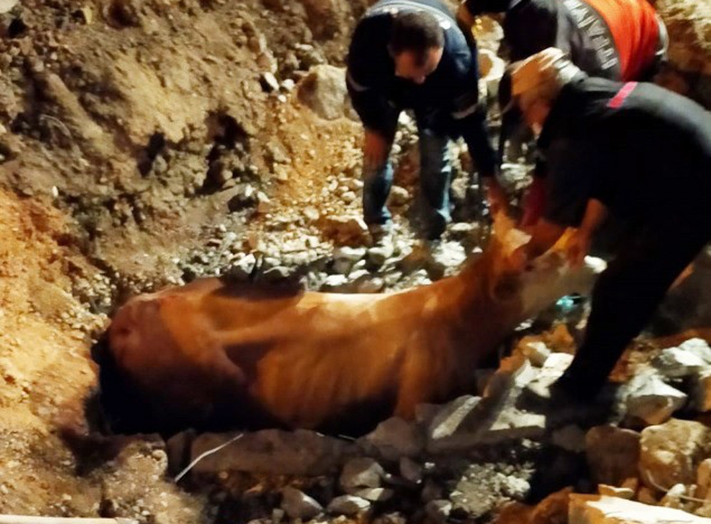 İnek iş makineleri ile düştüğü yerden çıkartıldı