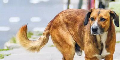 İngiliz medyasında skandal çağrı!  Türkiye'ye gitmeyin