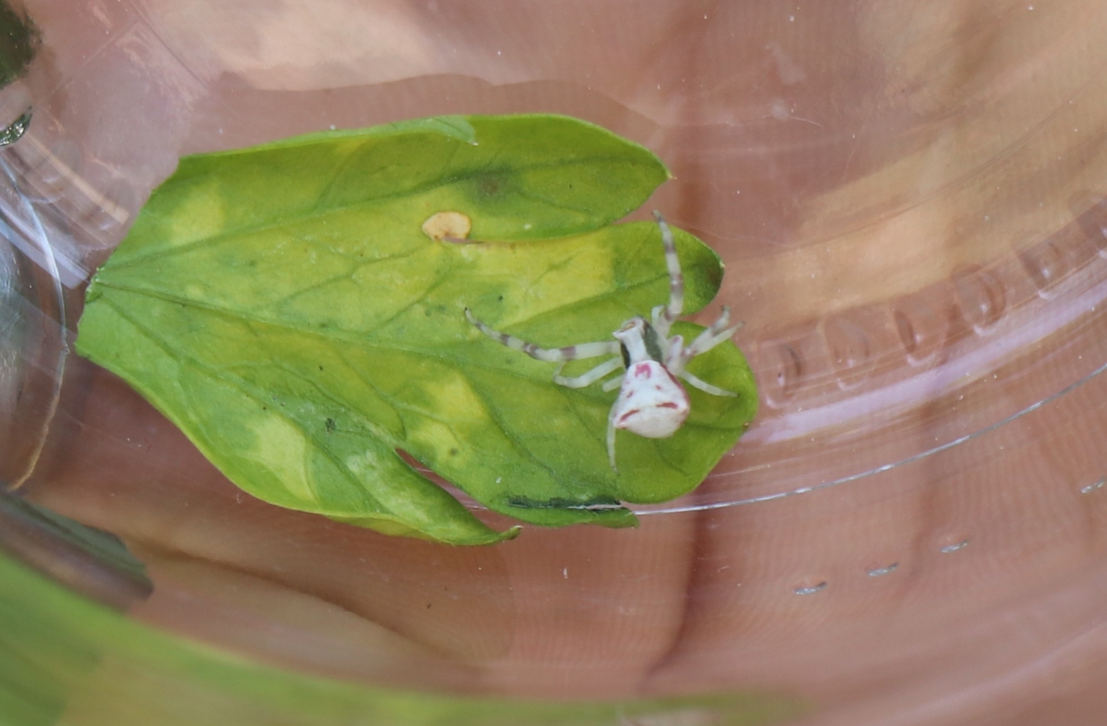 İnsan yüzlü örümcek Türkiye’de 7. kez ortaya çıktı