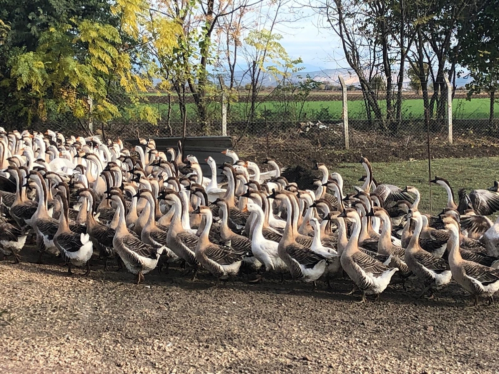 İnternetten Ek İş Araştırdı Kaza Yatırım Yaptı