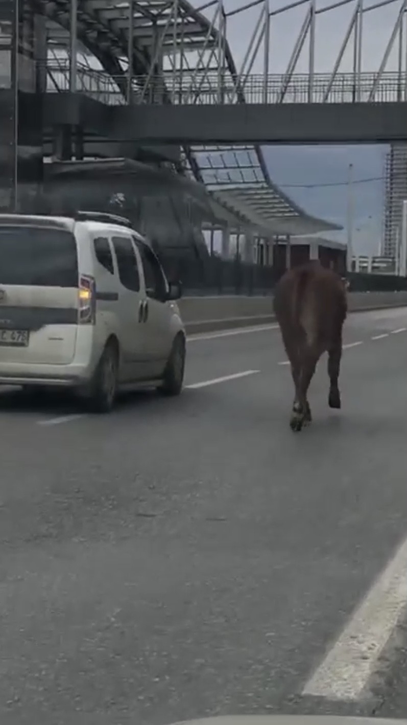 İpini koparan boğa Bursa trafiğinde koşturdu