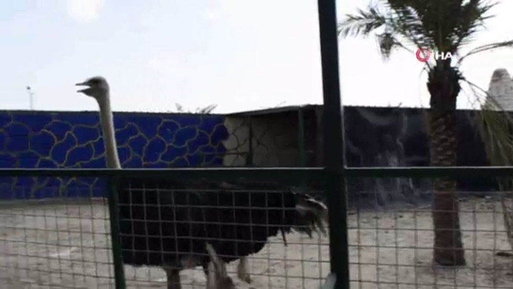 Irak’ın en büyük hayvanat bahçesi açıldı