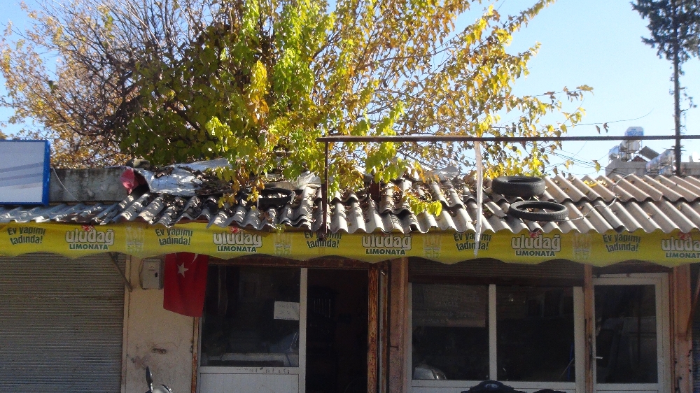 İş yerinin ortasındaki dut ağacı görenleri şaşırtıyor