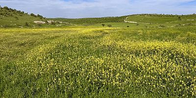 İşlenmeyen araziler kiralanacak: Çiftçiye yeni fırsat