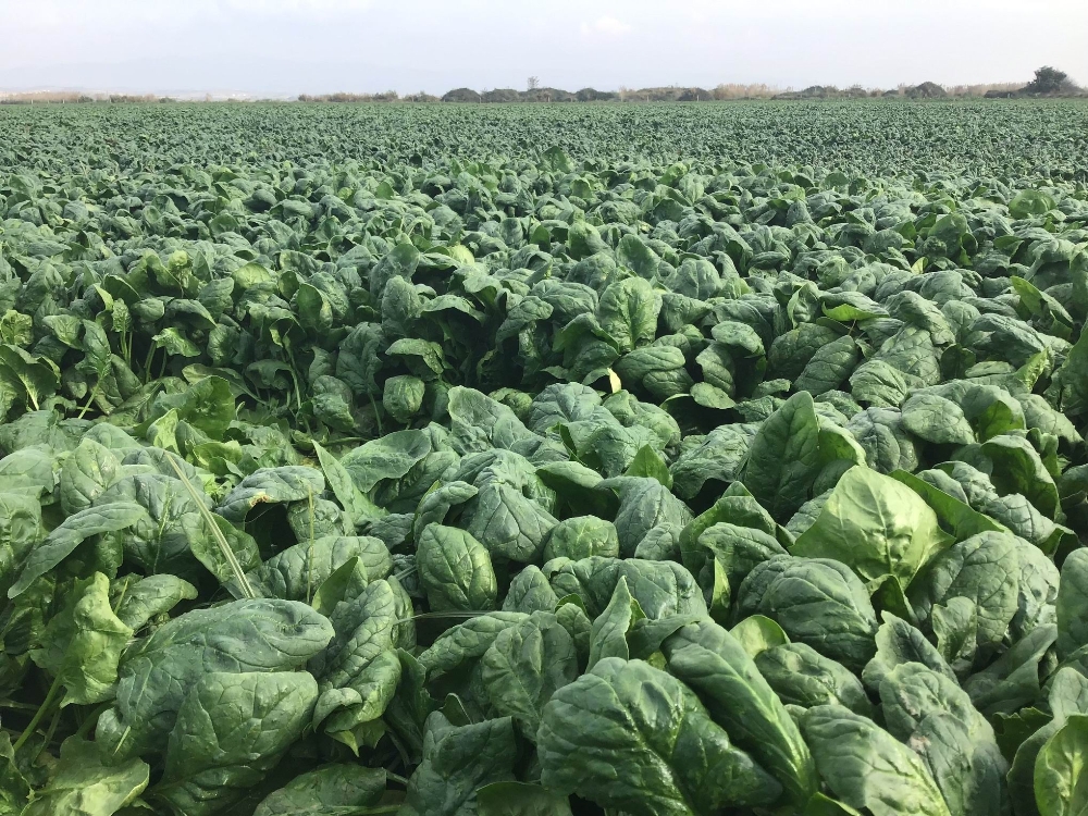 Ispanak Tarlada 80 Kuruşa Düştü