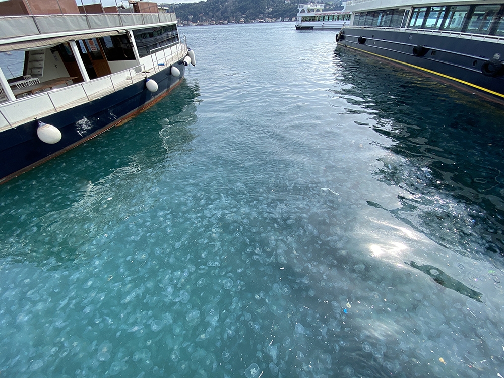 İstanbul Boğazı yine denizanası istilasına uğradı