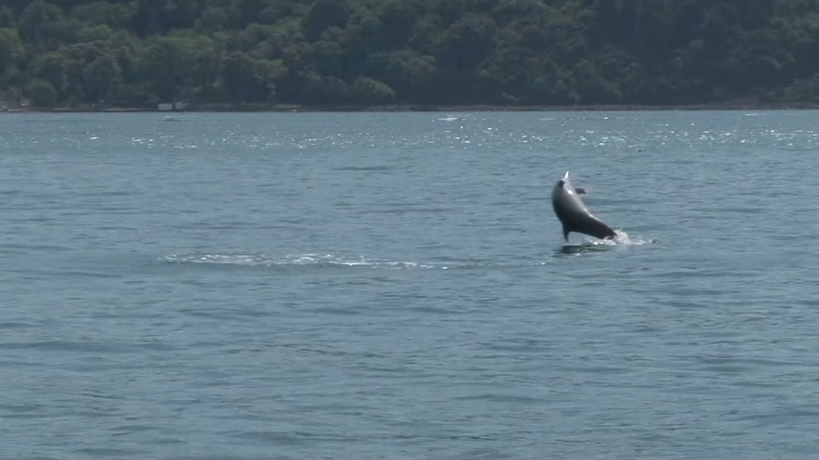 İstanbul Boğazı’nda yunus balıklarından görsel şölen