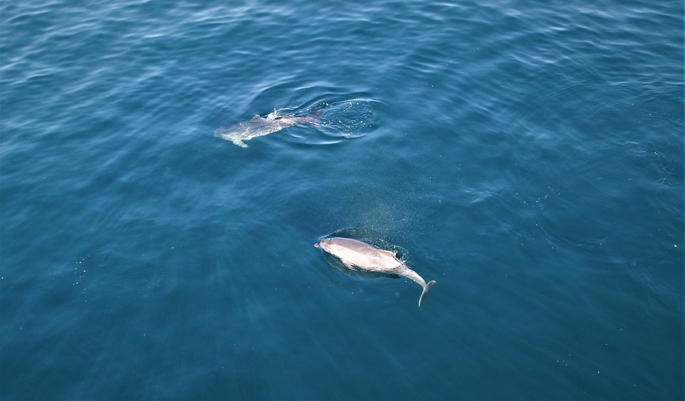 İstanbul Boğazında Yunus Sürüsü