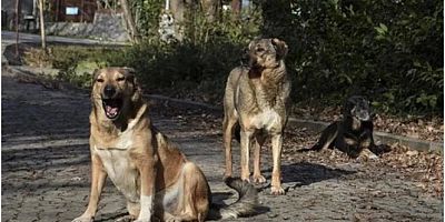 İstanbul Valiliği talimat verdi:  Sokak köpekleri toplanacak