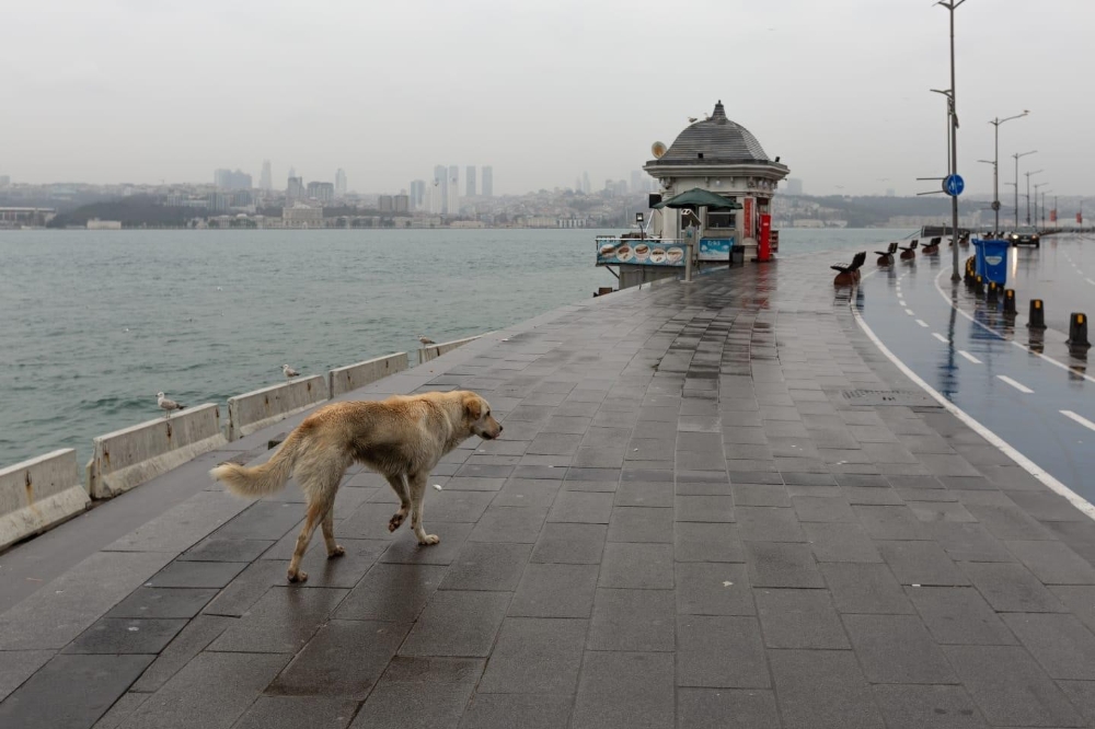 İstanbul Valisi Yerlikaya’dan sokak hayvanlarıyla ilgili paylaşım