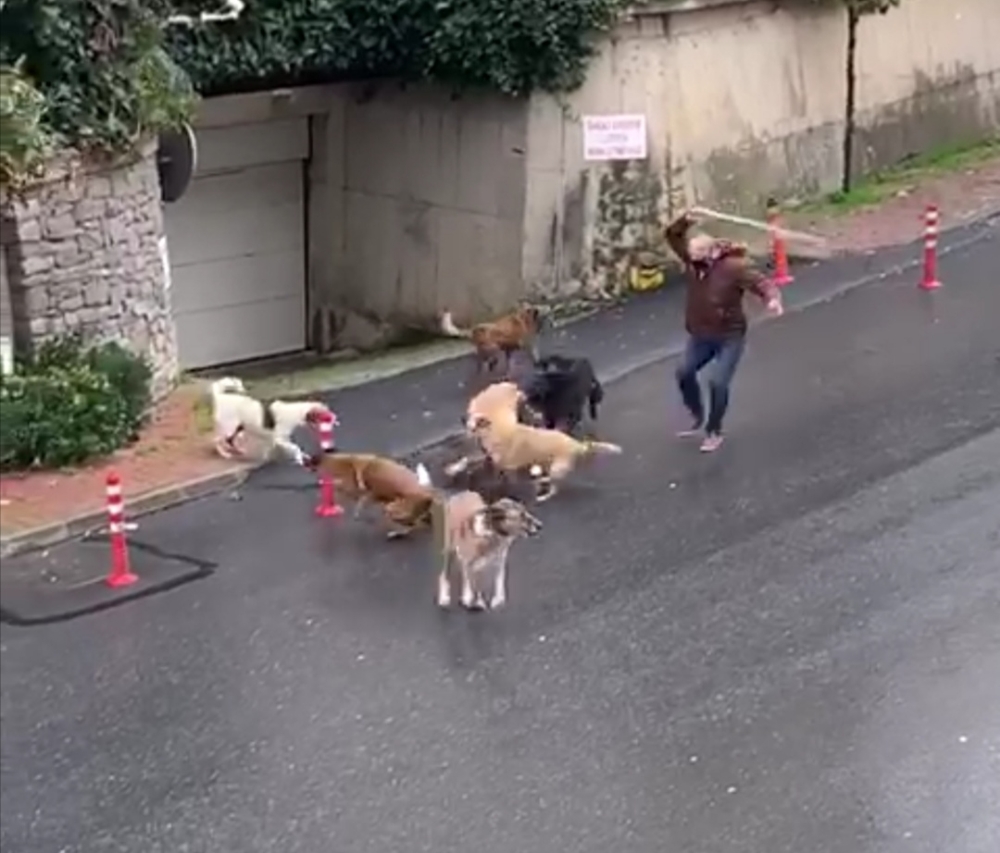 İstanbul’da başıboş köpeklerin mahalleliye korku yaşattığı anlar kamerada