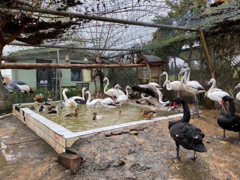 İstanbul’da ‘kaçak kuş’ operasyonu: 185 canlı hayvan ele geçirildi