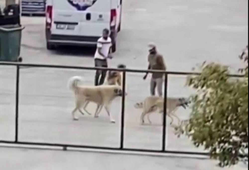 İstanbul’da köpekleri acımasızca kavga ettirdiler
