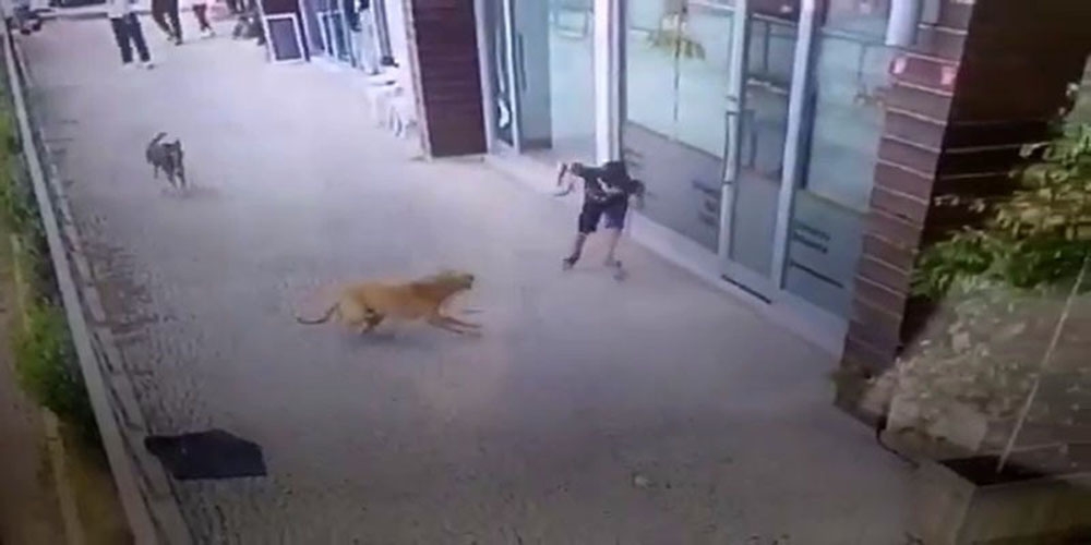 İstanbul’da küçük çocuğa köpek saldırısı kamerada