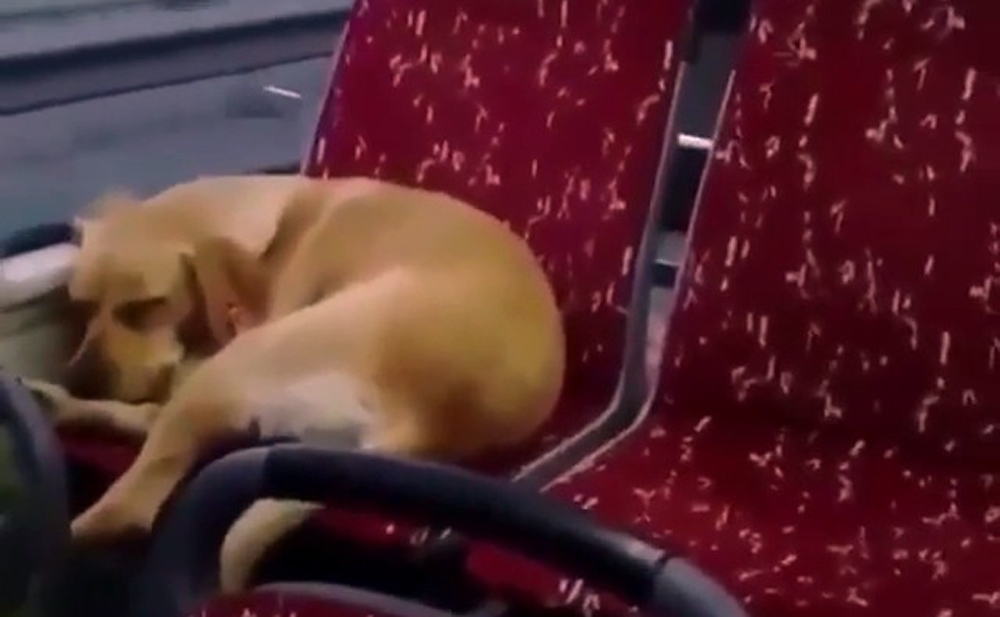 İstanbulda Otobüs Şoföründen İnsanlık Örneği