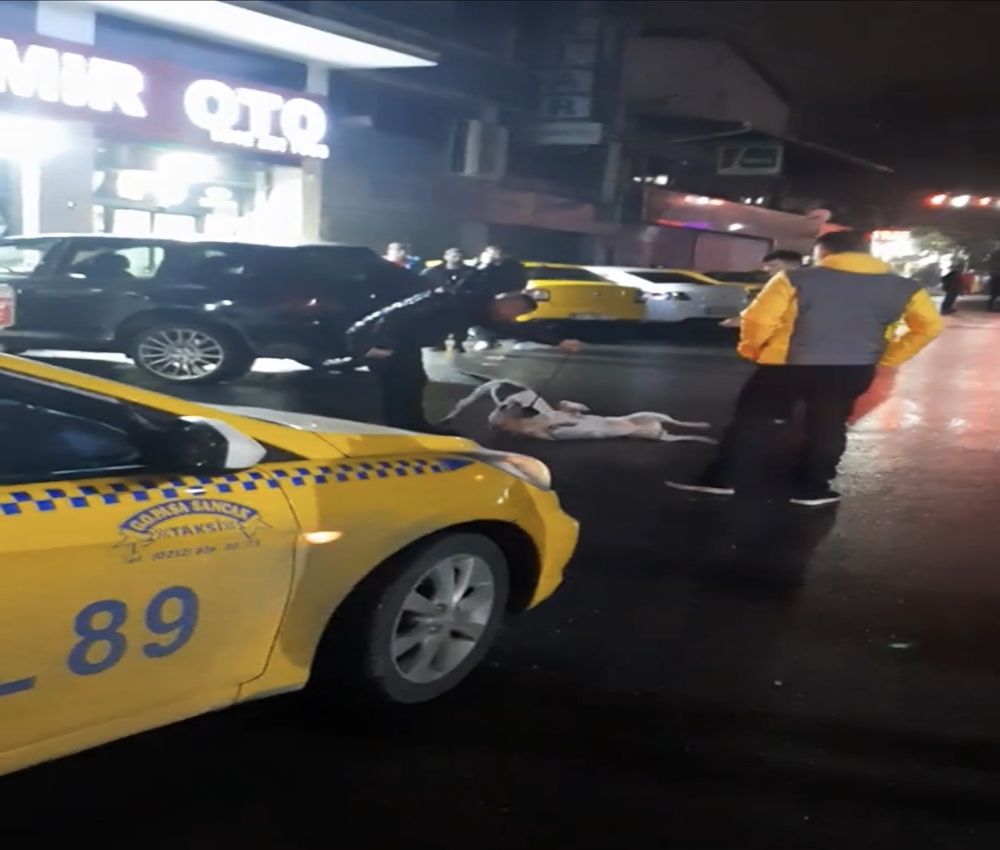 İstanbul’da pitbull dehşeti kamerada