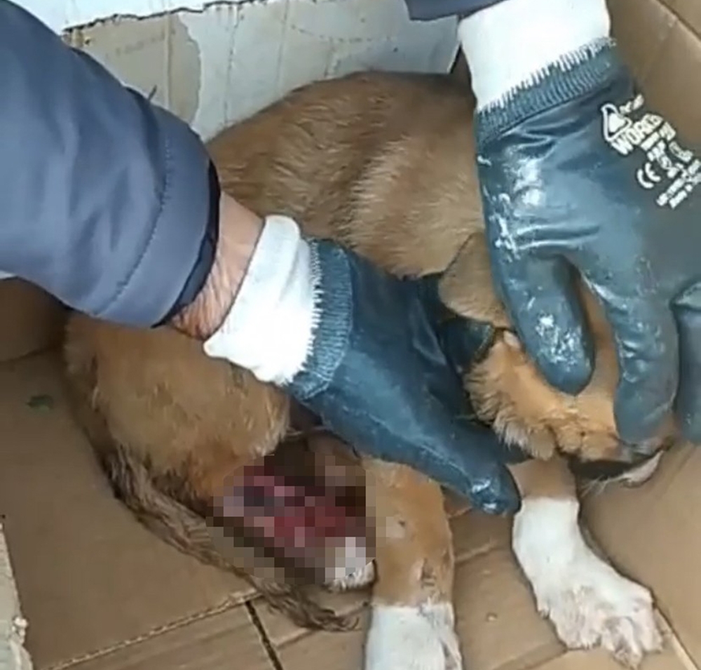 İstanbul’da sokak köpeğine akıl almaz eziyet
