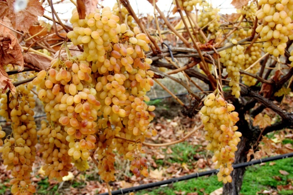 İstanbulun Aralık Ayı Zam Şampiyonu Yaş Üzüm Oldu