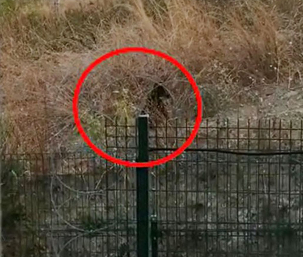 İstanbul’un göbeğinde boz ayı görüntülendi