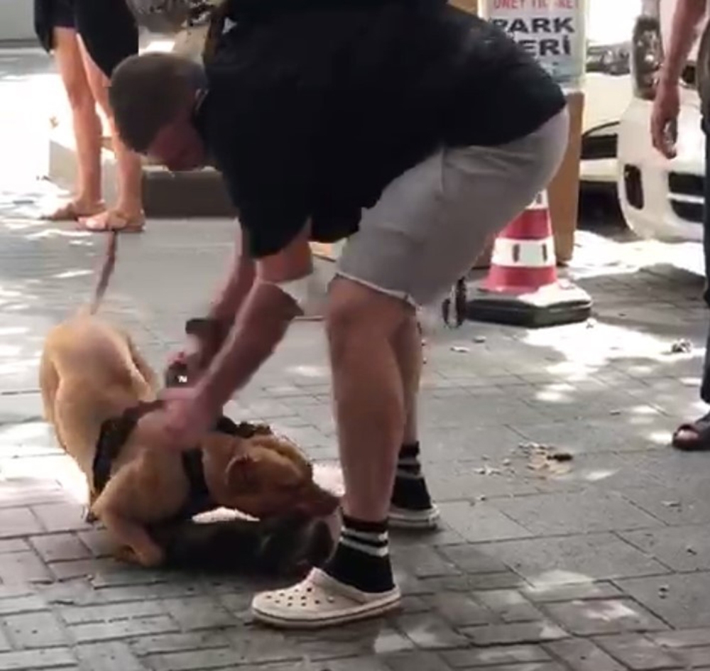 İstanbul’un göbeğinde pitbull dehşeti kamerada: “Köpeği vurun”