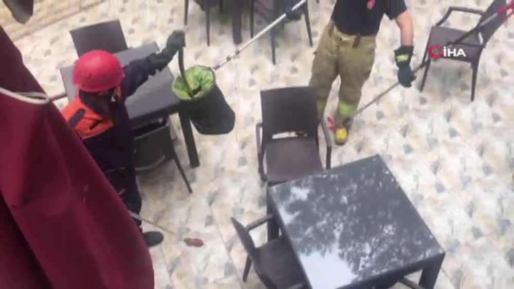 İstanbul’un göbeğinde yılan paniği