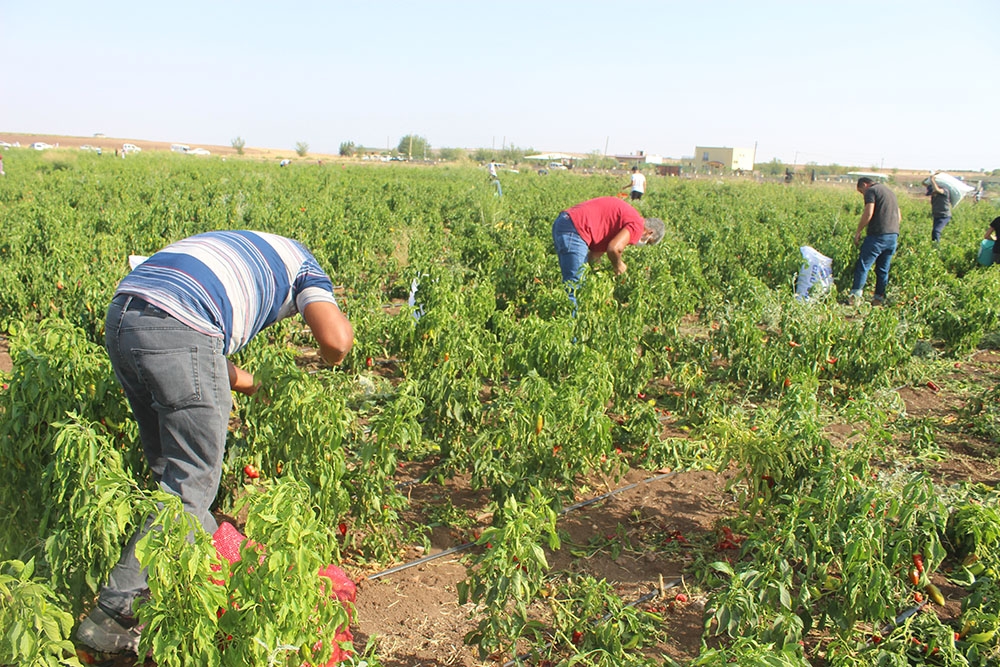 İstediği fiyata satamayınca tonlarca biberi vatandaşlara bıraktı