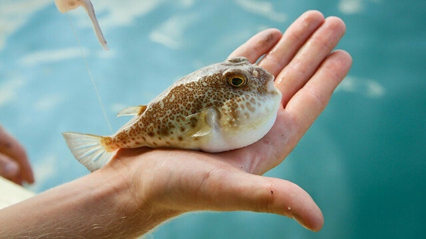 İstilacı balon balığını avlayana yeniden devlet teşviki