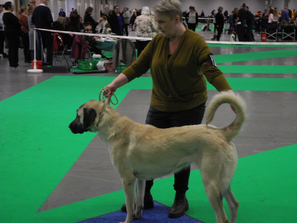 İsveçte Köpek Fuarı Düzenlendi