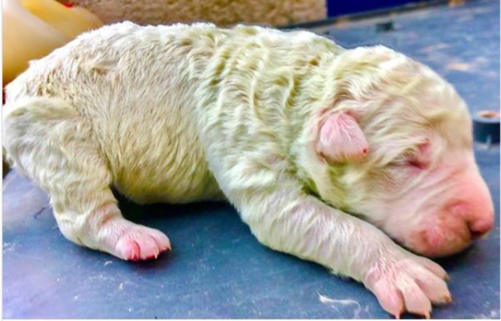 İtalya’da bir köpek 5 yavrusundan birini yeşil doğurdu