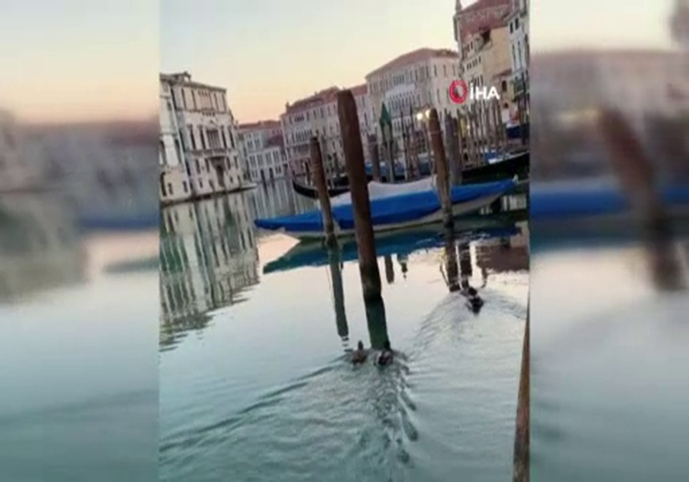 İtalya’nın ünlü su kanallarına hayvanlar geri döndü