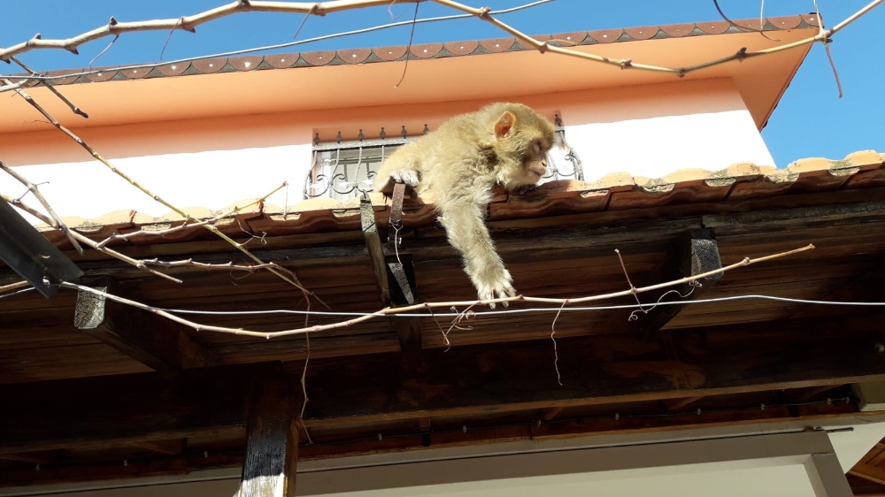 İzmir’de başı boş gezen maymun görenleri şaşırttı
