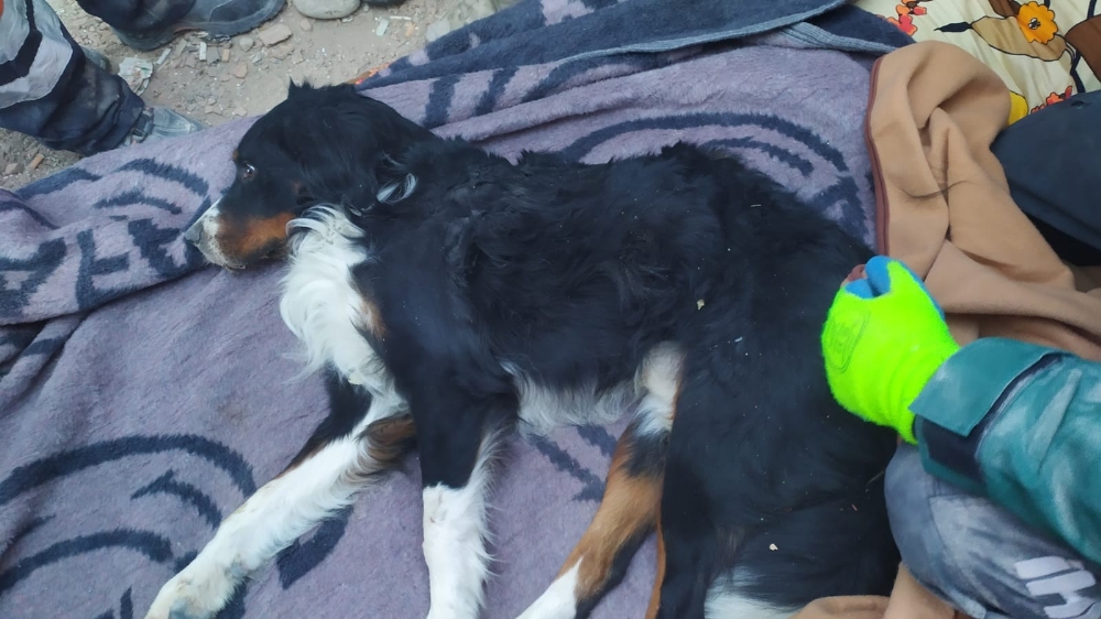 İzmir’de enkaz altından 65 saat sonra bir köpek sağ olarak çıkartıldı