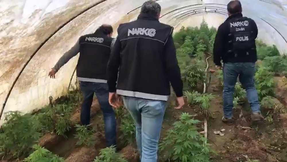 İzmir’de uyuşturucu operasyonu: 663 kök Hint keneviri ele geçirildi