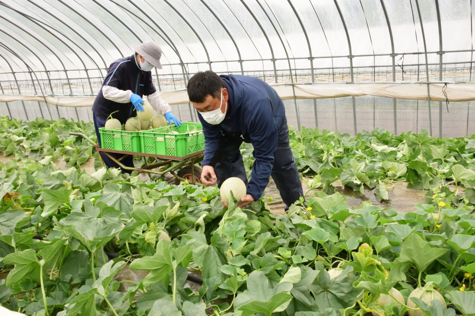 Japonya’daki kavun açık artırmasında dudak uçuklatan teklif