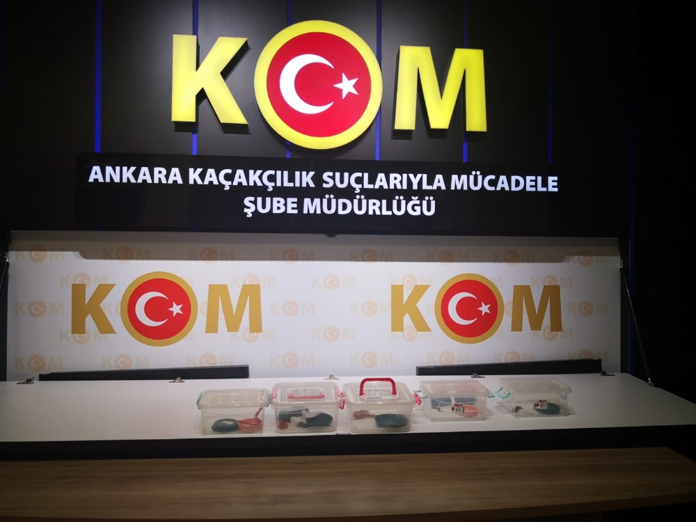 Kaçakçılık ekipleri “Mısır yılanı” ele geçirdi