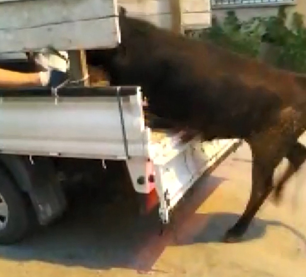 Kaçan danalar ortalığı bir birine kattı
