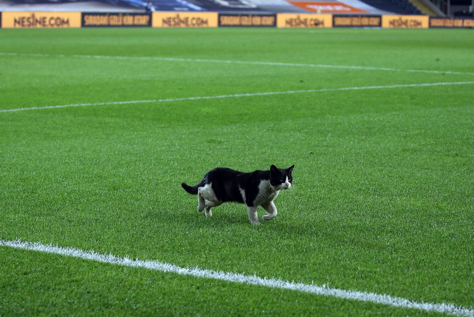 Kadıköy’de sahaya kedi girdi