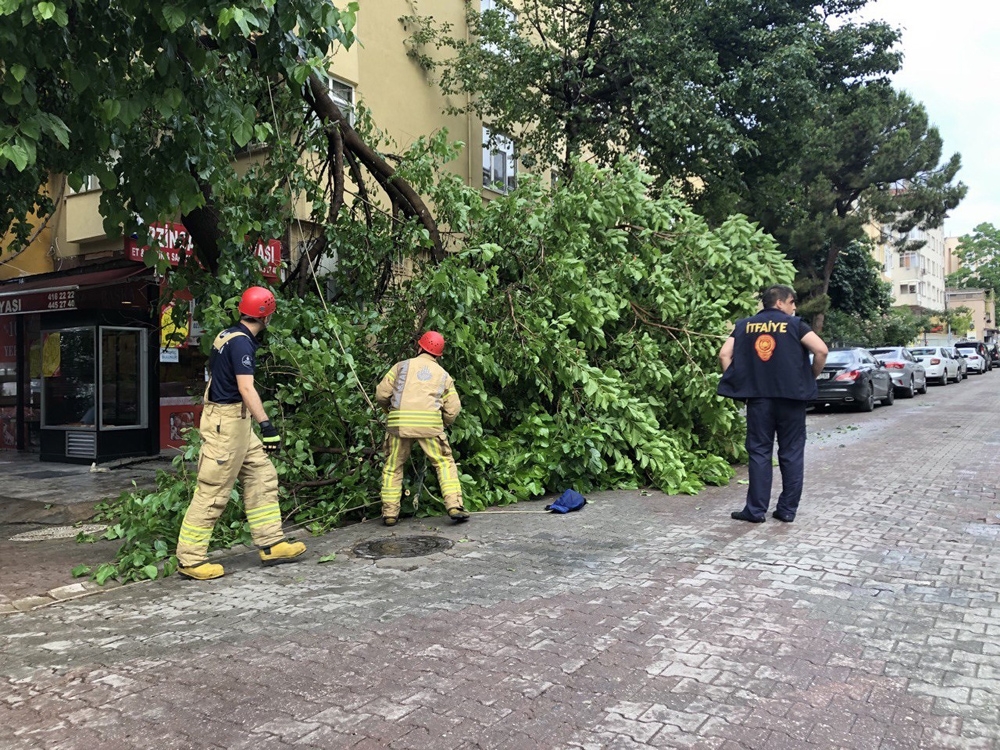 Kadıköy’de yağan aşırı yağmur yarım asırlık dut ağacını devirdi