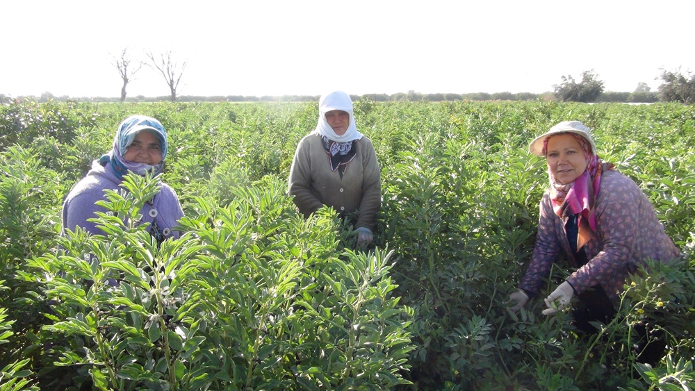 Kadınlar Günü’nü tarlada çalışarak kutladılar