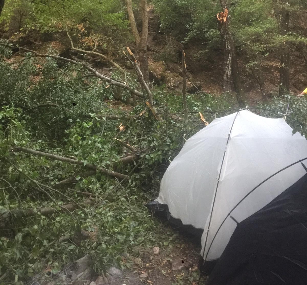 Kampçıların üzerine ağaç devrildi: 1’i ağır 4 yaralı