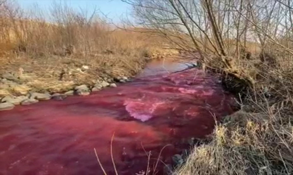 Kanada’da Mississauga kentindeki nehir kırmızıya büründü