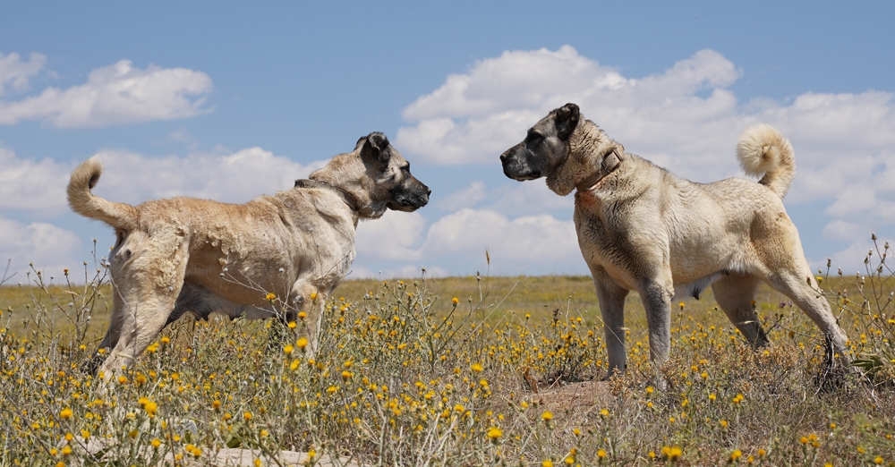 Kangal köpeklerine çipli takip geliyor