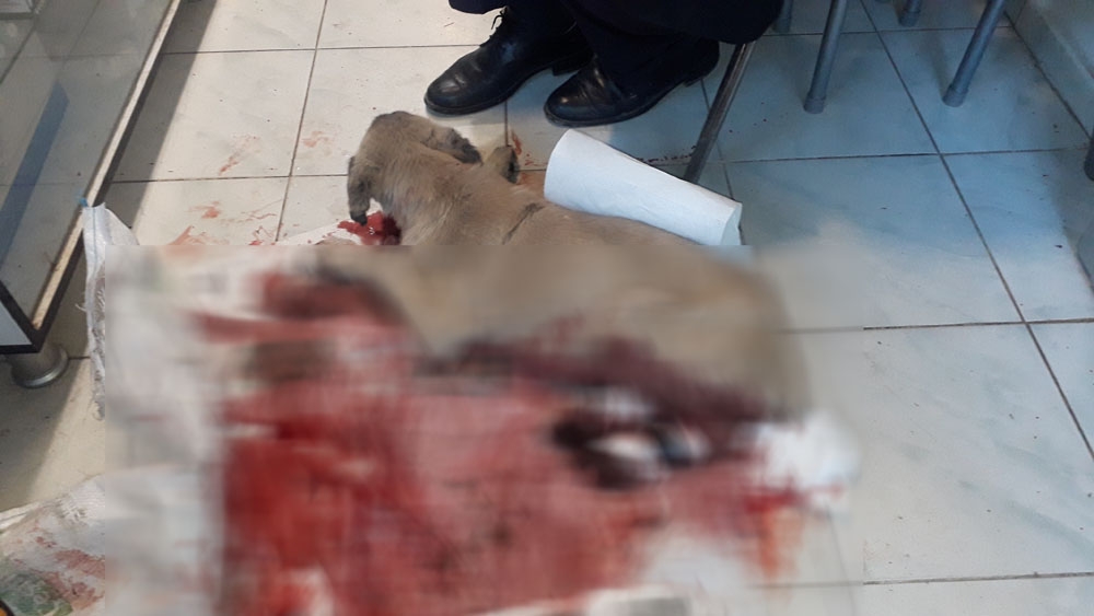 Kanlar içinde yolda buldu