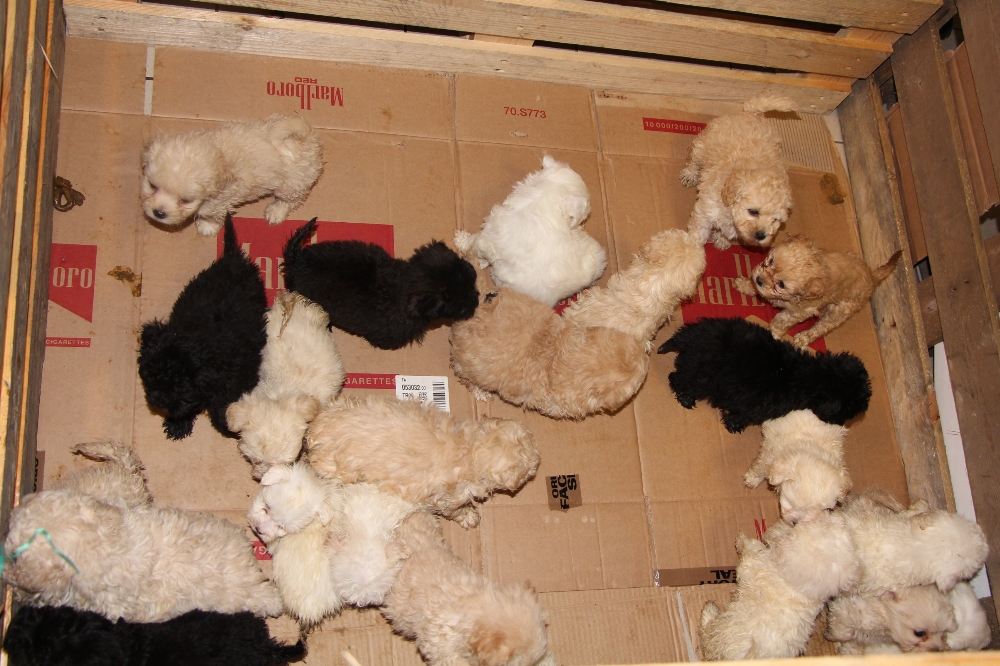 Kapıkule’de 23 adet yavru köpek ele geçirildi