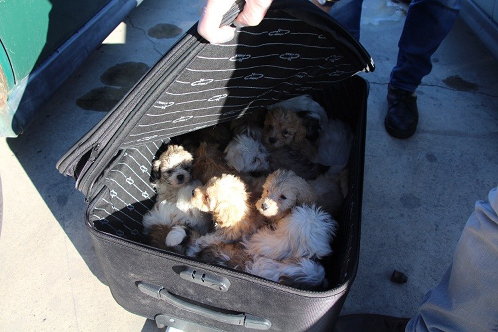 Kapıkulede Yolcu Valizinden 14 Köpek Yavrusu Çıktı