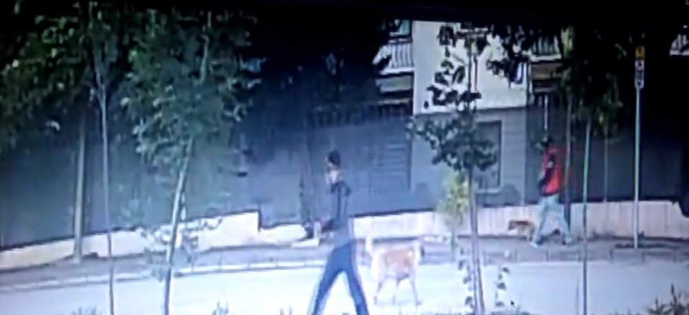 Kapıyı kırıp girdikleri dükkandaki elektronik eşyalara dokunmayıp, köpeği çaldılar